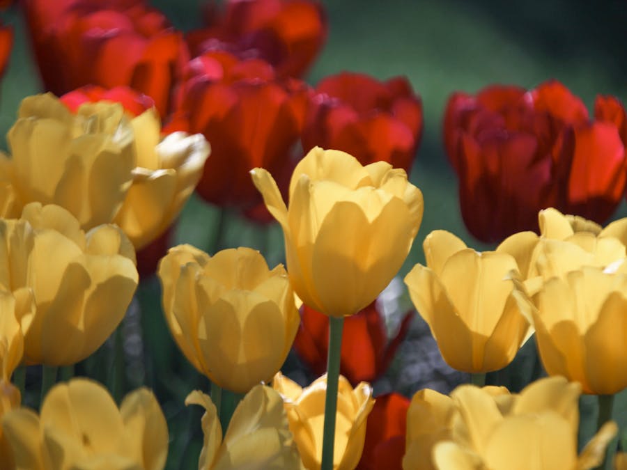 What color pee means liver problems?