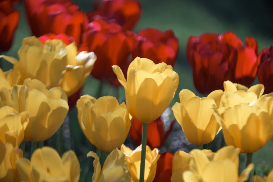 Kostnadsfri bild av blomma, blomning, delikat