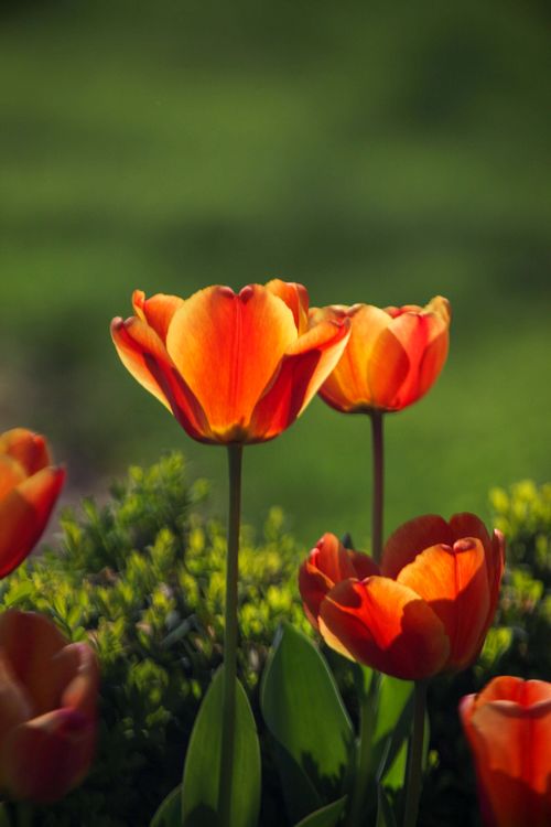Free Bright red tulips in full bloom captured on a sunny summer day in the garden. Stock Photo