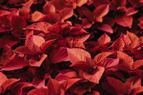 Free Close-up of vibrant red coleus leaves creating a lush and seamless botanical pattern. Stock Photo
