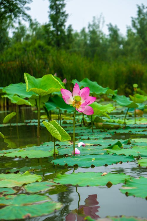 Pink Lotus Flower on Water