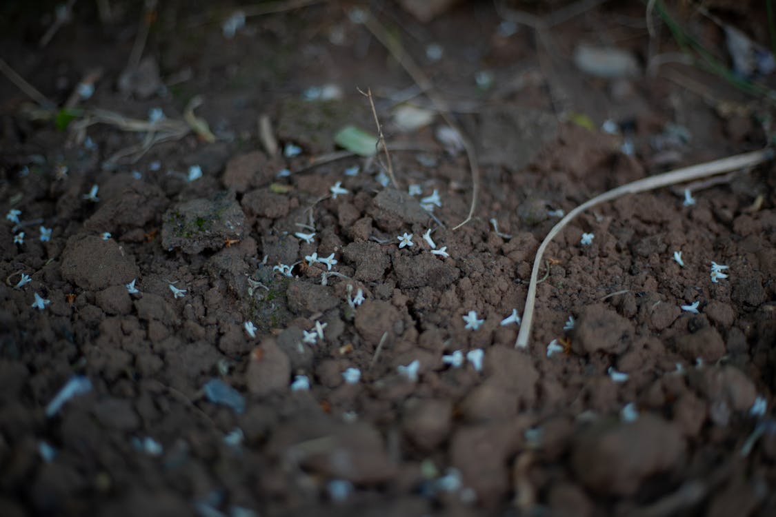 Close-Up Shot of Sprout in Soil