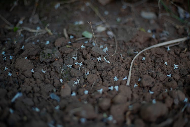 Close-Up Shot Of Sprout In Soil