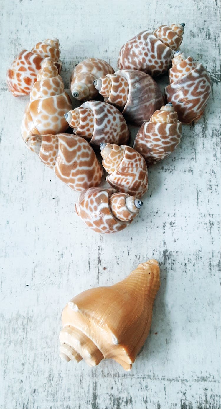 Collection Of Snail Seashells 