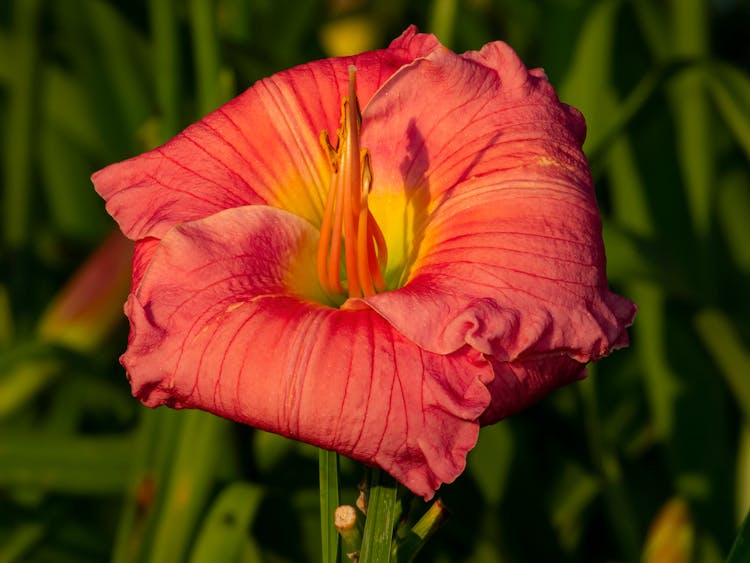 Red Daylily Flower In Bloom