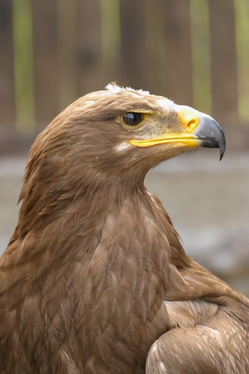 Free Detailed close-up of a golden eagle showcasing its sharp gaze and intricate feather patterns. Stock Photo