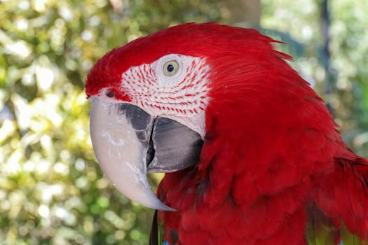 Close-up of a vivid scarlet macaw in a natural outdoor setting.