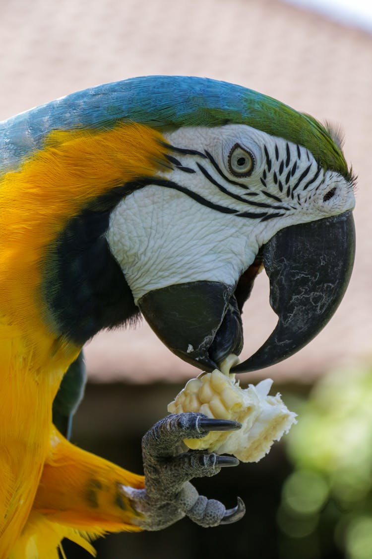 Colorful Macaw Bird Eating Fresh Corn