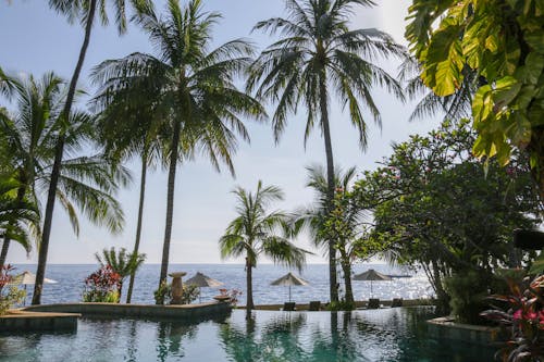 Gratis lagerfoto af feriested, fritid, kokostræer