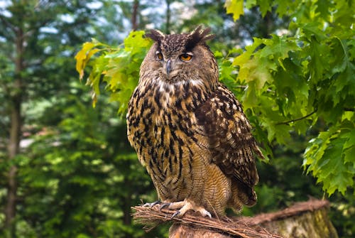 Eurasian Eagle Owl 