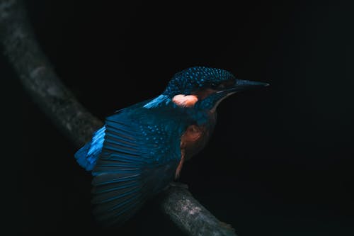 Foto profissional grátis de alcedinas, ave, empoleirado