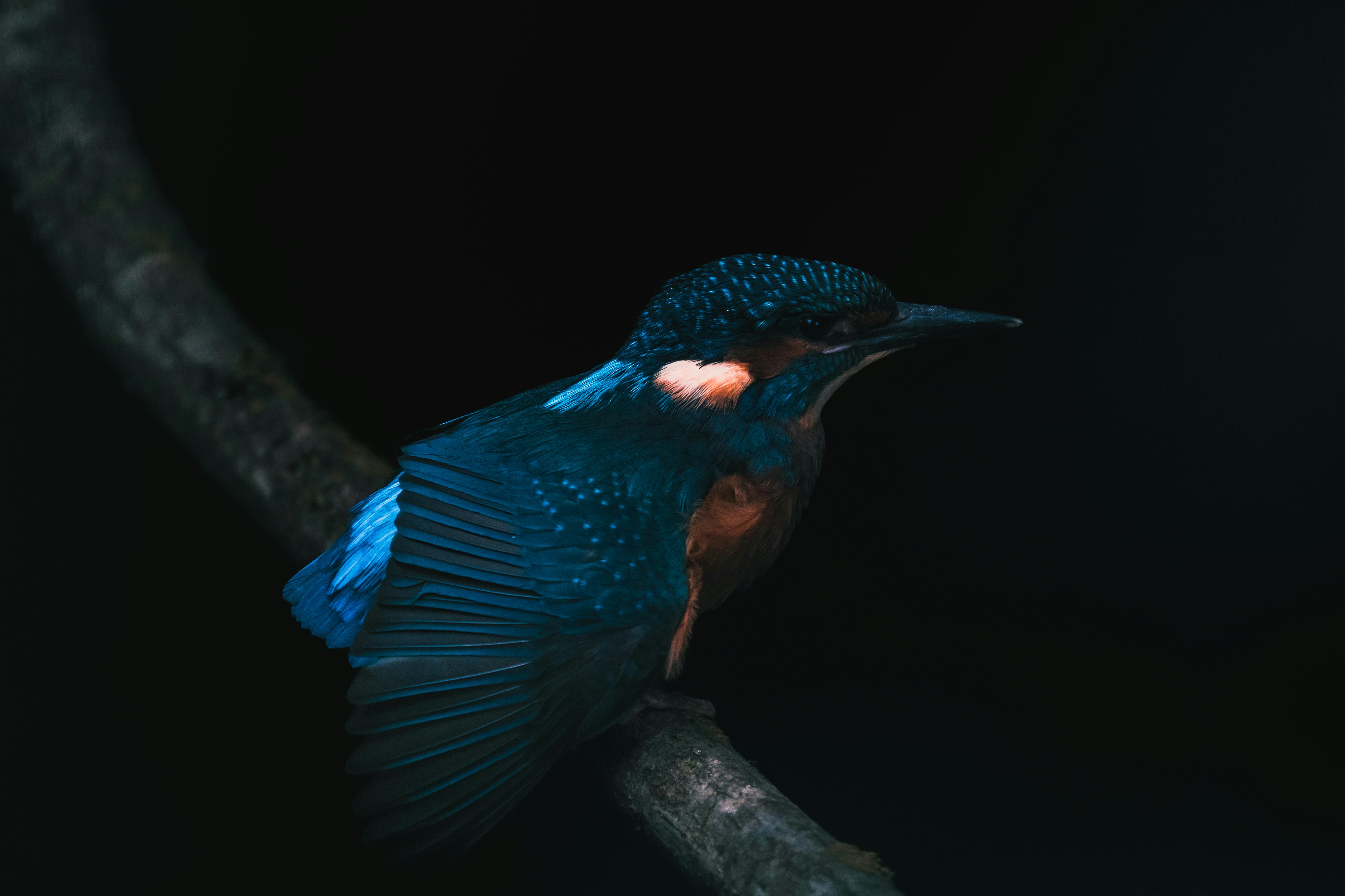 135+ Best Free Kingfisher Stock Photos & Images · 100% Royalty-Free HD