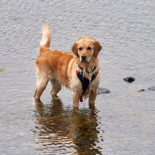 Free Wet golden retriever dog is standing in the shallow water Stock Photo