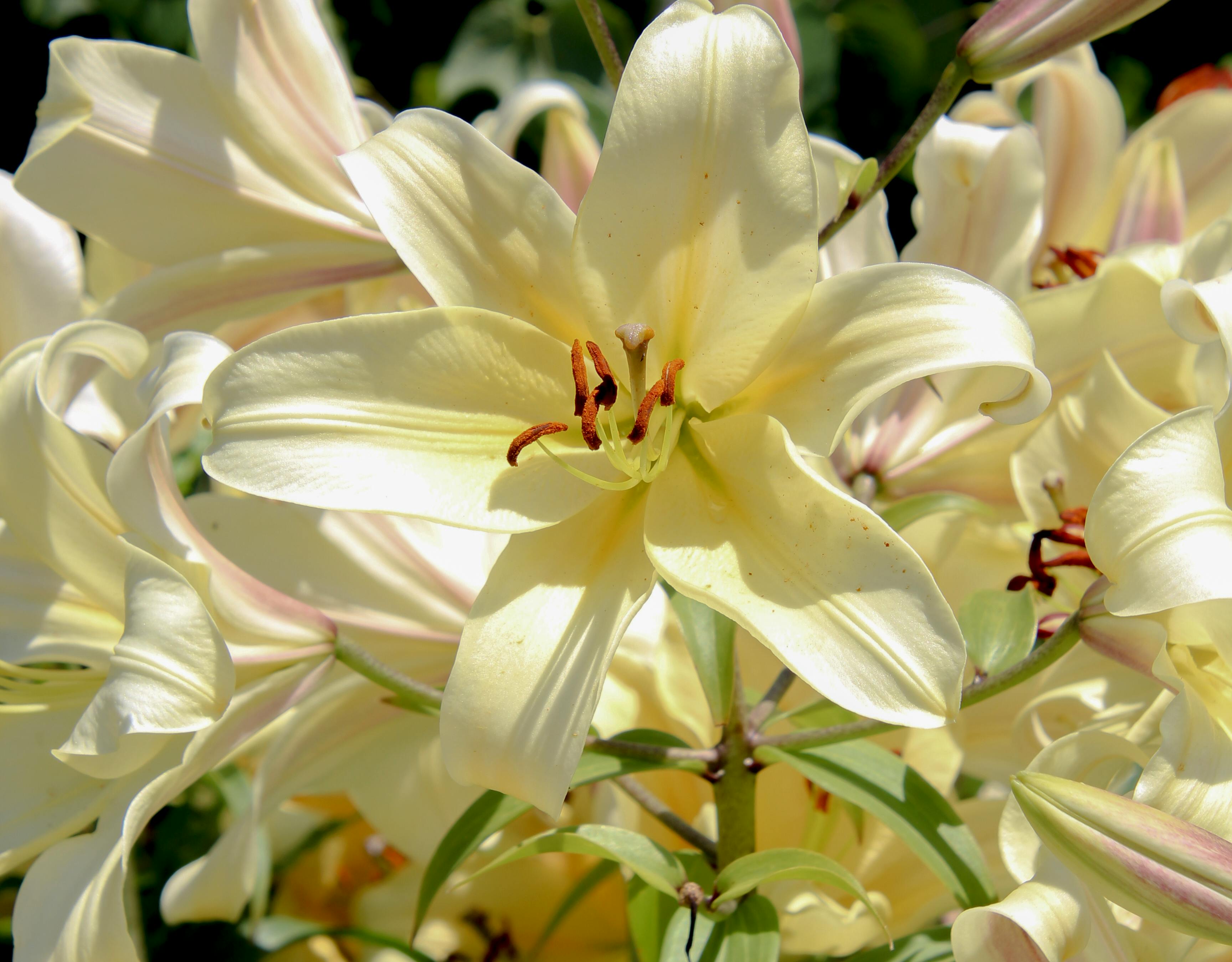 2,478+ Best Free Lilies Stock Photos & Images · 100% Royalty-Free HD ...
