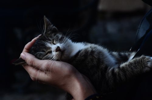 Free Close-up of a cute tabby cat sleeping peacefully in human hands, outdoors in İstanbul. Stock Photo