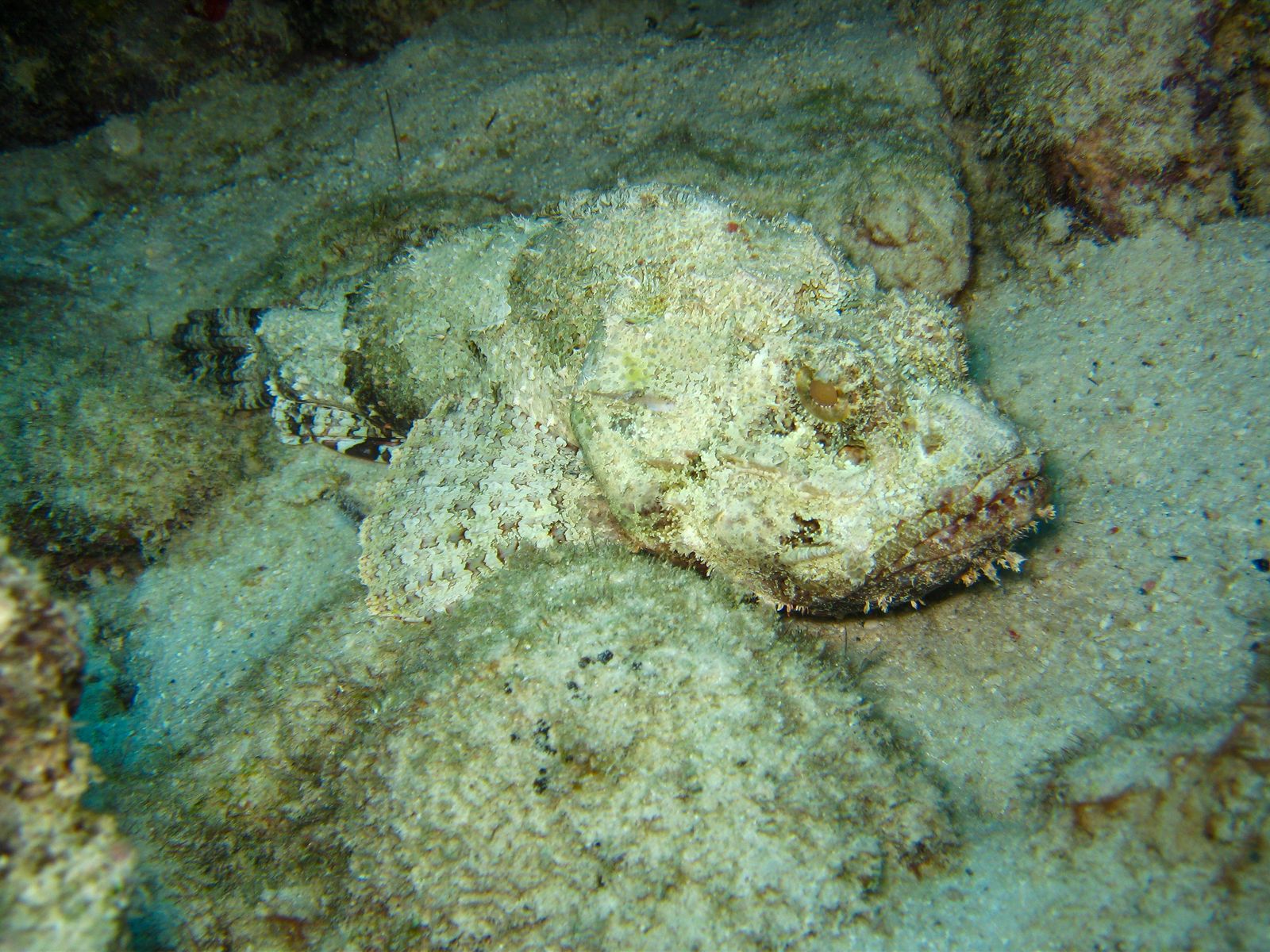 Under the jetty, where the rubbish is