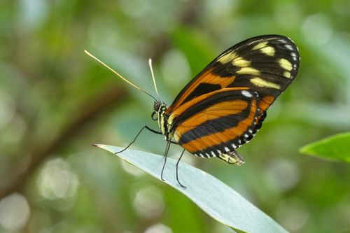 Free Detailed image of a Heliconius butterfly perched on a leaf with a blurred green background. Stock Photo