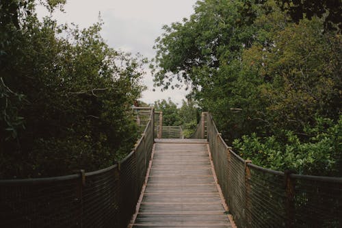 ahşap köprü, üst geçit, yaya yolu içeren Ücretsiz stok fotoğraf