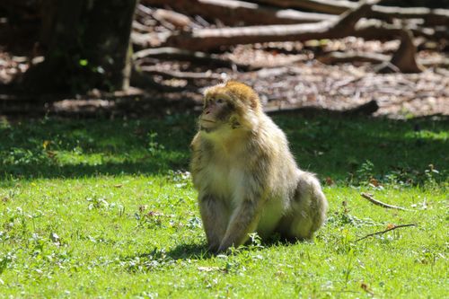 Free A Barbary macaque sitting serenely on green grass in a sunlit forest environment. Stock Photo