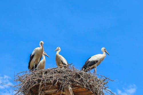 White Storks on Nest Under Blue Sky
