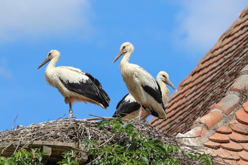 Free White Storks on Nest Stock Photo