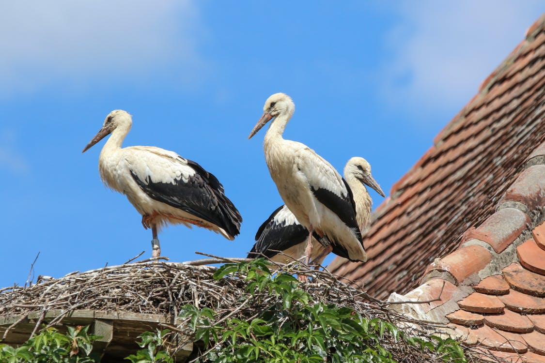 White Storks on Nest