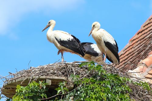 Free Two white storks perched on a rooftop nest with clear blue skies. Stock Photo
