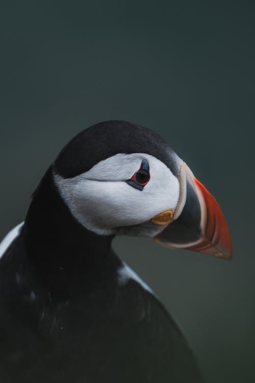 Ilmainen kuvapankkikuva tunnisteilla atlantin puffin, epäselvä tausta, lähikuva