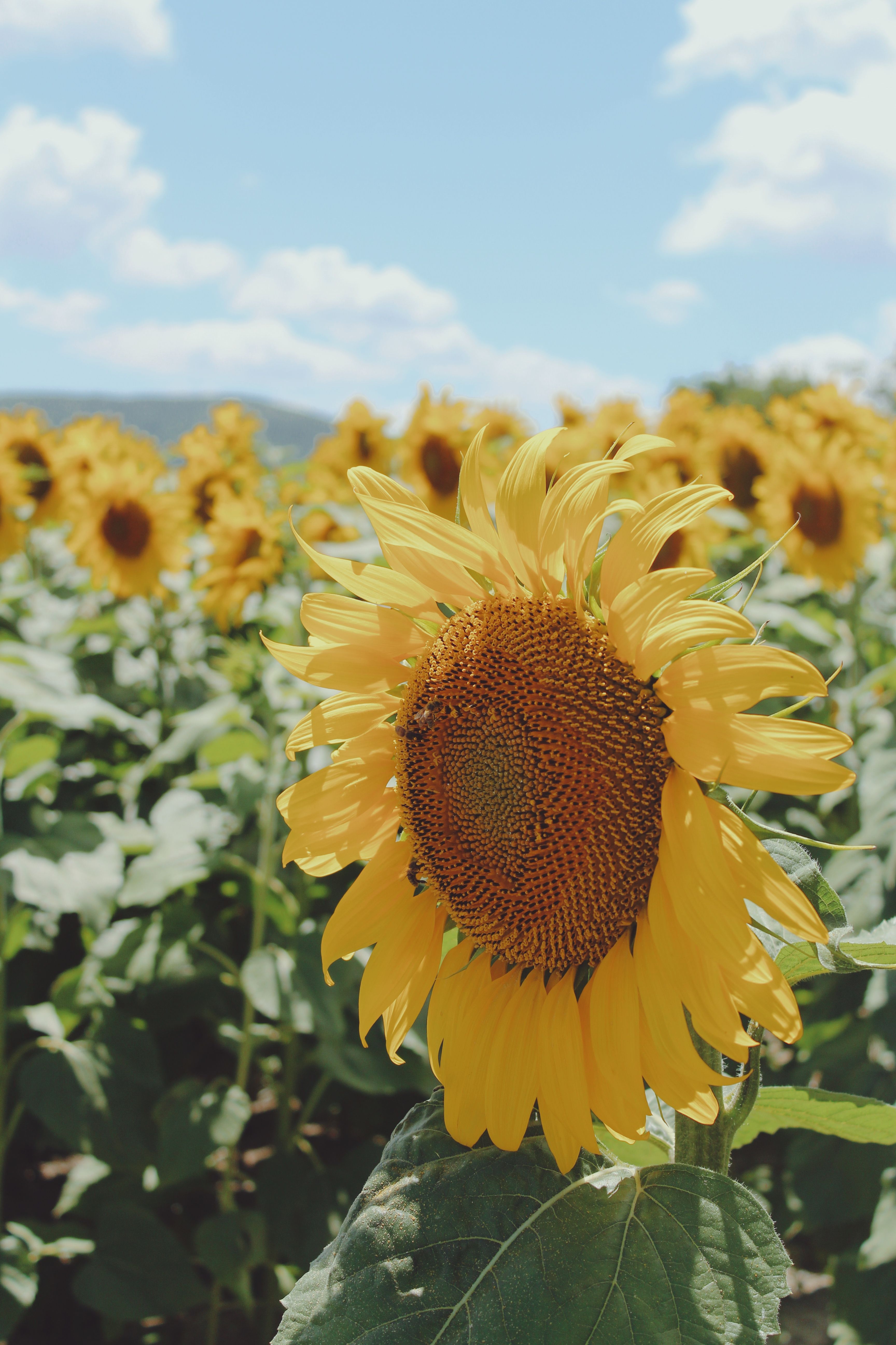 Close Up Photo of a Sunflower · Free Stock Photo