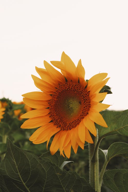 Foto profissional grátis de broto, fechar-se, flor amarela