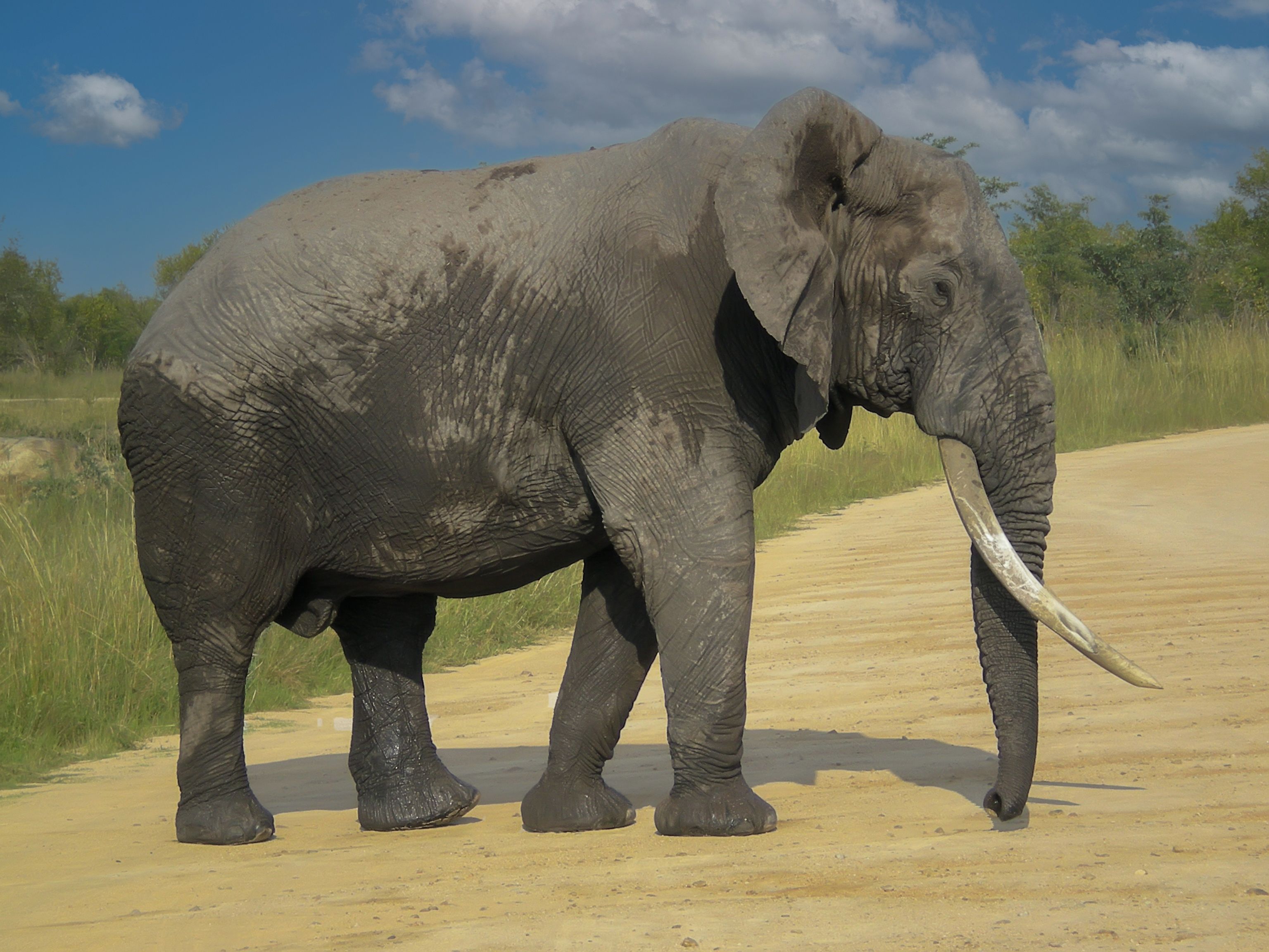 Side view of a majestic African elephant walking on a sandy road in South Africa.