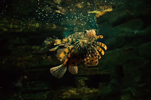 Close Up Photo of Red Lionfish