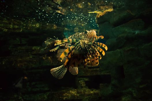 Captivating image of a vibrant lionfish swimming in a tranquil underwater habitat.