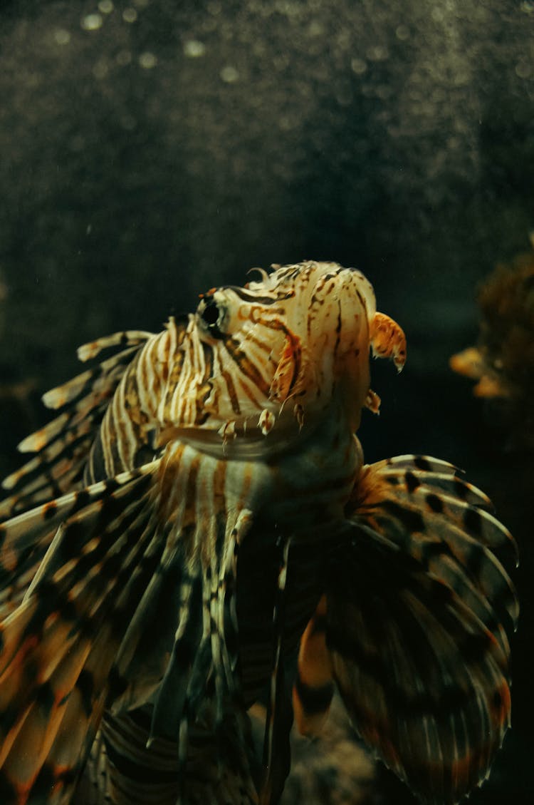 Red Lionfish In Water 