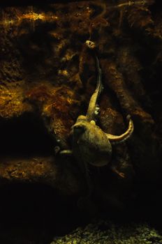 A mesmerizing view of an octopus clinging to an underwater rock surface, showcasing marine life's beauty.