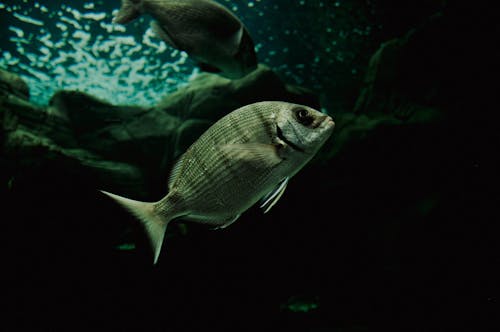 Close Up Shot of Gray Fish