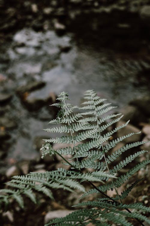 Foto stok gratis Daun-daun, kilang, merapatkan