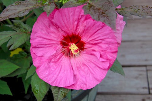 Free Close Up Photo of Swamp Rose Mallow Stock Photo