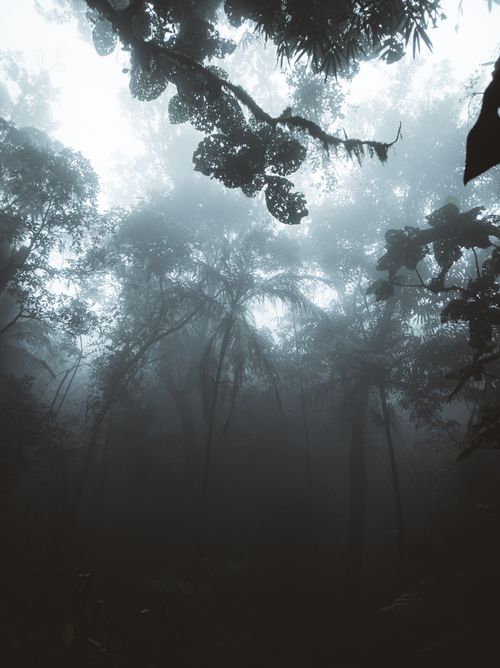 Free A moody view of towering trees enveloped in mist and fog, creating a mysterious forest atmosphere. Stock Photo