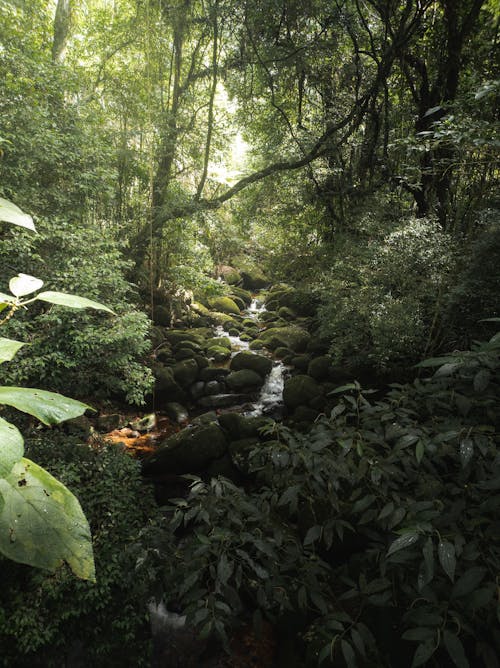 Stream in Rainforest