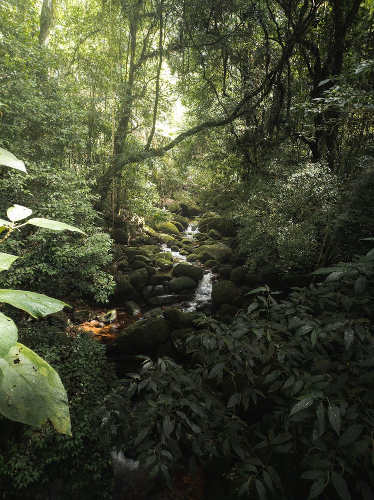 Stream In Rainforest