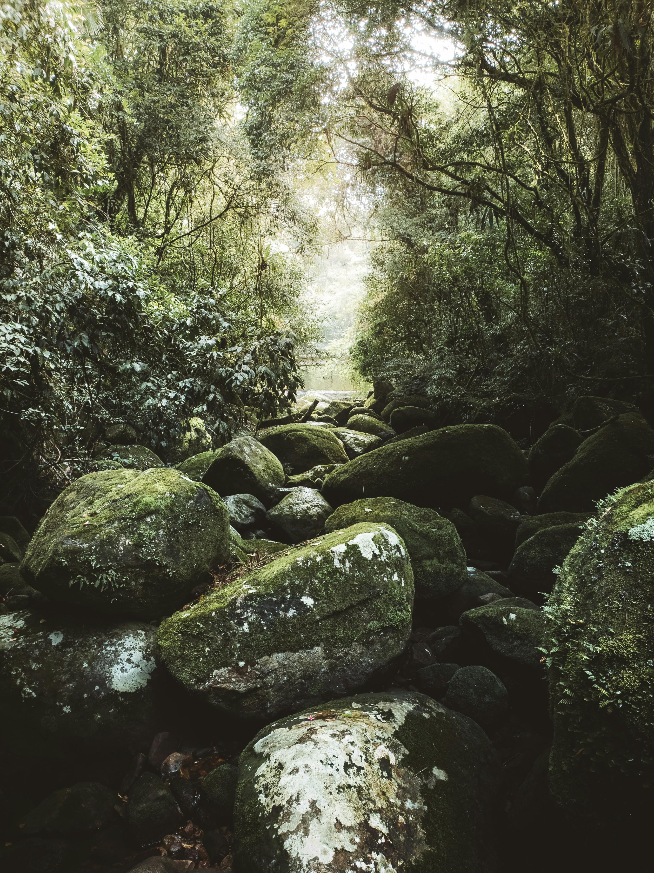 Rocks With Moss Stock Photo - Download Image Now - Backgrounds, Beauty In  Nature, Cold Temperature - iStock