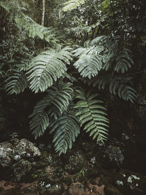 Immagine gratuita di ambiente naturale, bellezza nella natura, felci