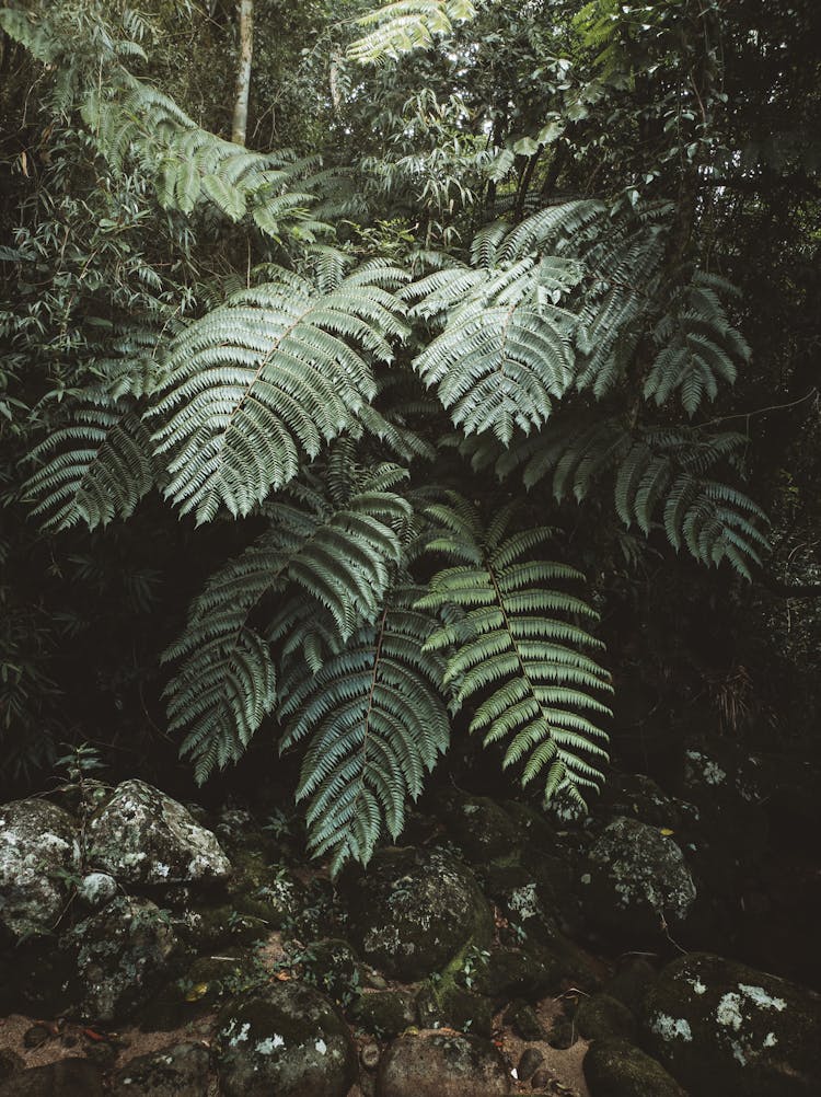 Lush Green Ferns In A Forest