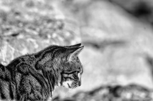 Základová fotografie zdarma na téma detail, domácí mazlíček, domácí zvíře