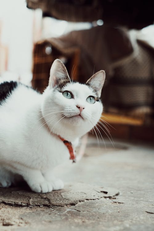 White Cat Sitting on Concrete Floor