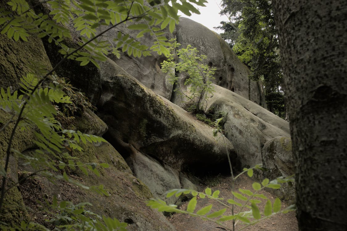 Photo of Rocks in the Forest · Free Stock Photo