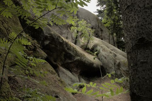 Free Serene forest scene featuring moss-covered rocks, green ferns, and woodland trees. Stock Photo