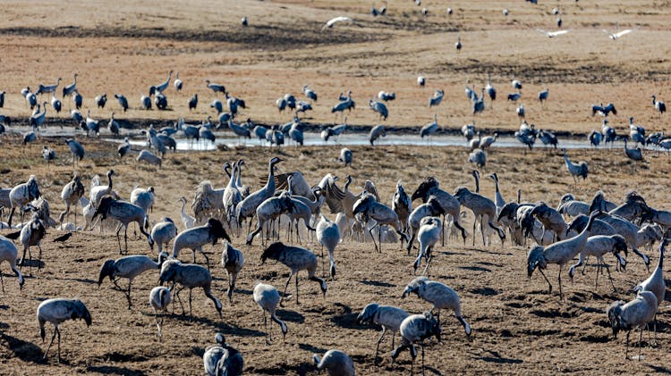 Flock Of Sandhill Cranes 