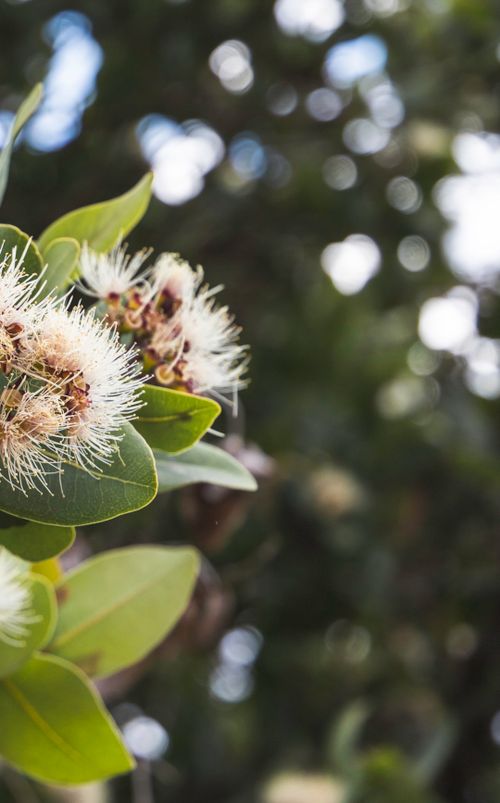 Free White Blooms  Stock Photo